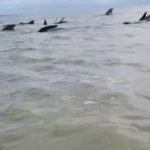 pelo-menos-19-baleias-encalham-em-praia-do-litoral-norte-potiguar
