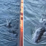 filhote-de-baleia-jubarte-se-perde-no-canal-do-porto-de-santos-e-chega-perto-de-navio;-video