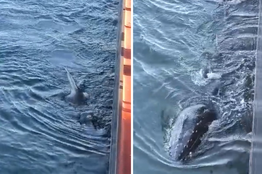 filhote-de-baleia-jubarte-se-perde-no-canal-do-porto-de-santos-e-chega-perto-de-navio;-video