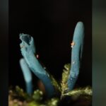 unico-exemplar-de-rara-especie-de-fungo-azul-e-descoberta-a-mais-de-mil-metros-de-altitude-na-serra-de-sc