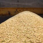 arroz-importado-da-tailandia-chega-ao-brasil-na-primeira-quinzena-de-julho,-dizem-industrias