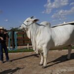 por-que-uma-vaca-brasileira-se-tornou-a-mais-cara-do-mundo