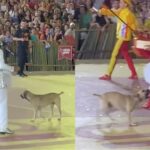 video:-cachorro-viraliza-ao-invadir-apresentacao-junina-‘dancando-quadrilha’-no-piaui