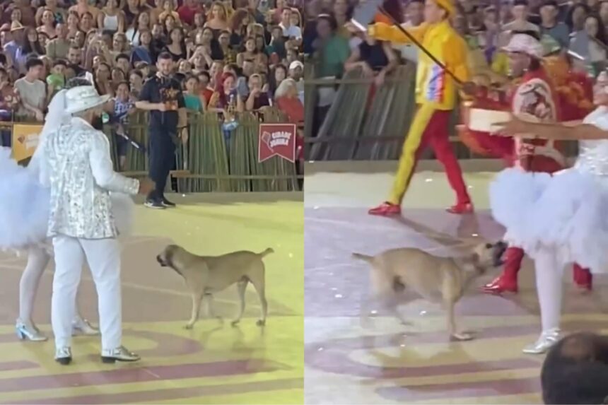 video:-cachorro-viraliza-ao-invadir-apresentacao-junina-‘dancando-quadrilha’-no-piaui