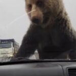 video:-urso-assusta-casal-parado-dentro-de-carro-em-rodovia-na-russia