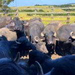 inseminacao-de-graca-ajuda-a-melhorar-genetica-do-rebanho-de-bufalos