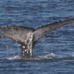 saiba-como-ver-baleias-jubarte-na-costa-do-rio-bem-de-pertinho