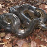 cobra-gigante-encontrada-morta-em-lago-e-uma-sucuri-verde-que-pode-chegar-a-7-metros-de-comprimento,-diz-biologa