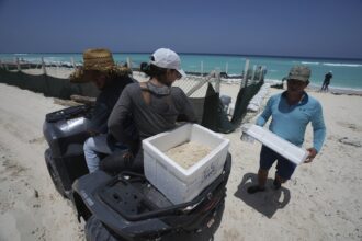 furacao-beryl:-autoridades-fazem-operacao-para-proteger-ovos-de-tartaruga-no-mexico
