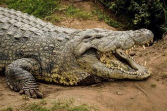 policia-encontra-restos-mortais-de-menina-que-desapareceu-apos-ataque-de-crocodilo-na-australia