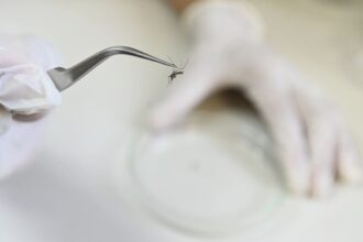 numero-de-mortes-por-dengue-na-paraiba-em-2024-ja-ultrapassa-todo-o-ano-de-2023